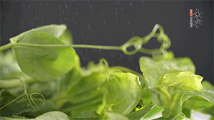 豌豆尖洗凈，切斷備用。