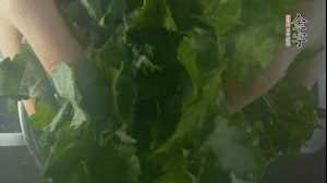 【面皮】1.鍋中水開時(shí)，放挑揀好的艾草和一撮小蘇打，第一遍煮開后倒掉，重新加水大火煮開后，小火煮1小時(shí)。煮爛的艾草用紗布瀝干。