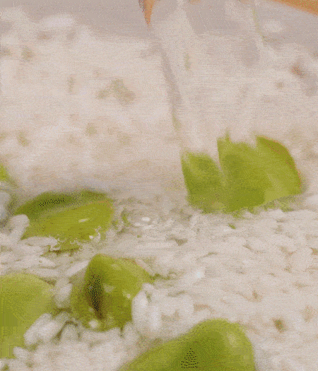 鍋底抹油，將淘洗干凈的大米，加蠶豆、清水，蓋蓋中火煮。